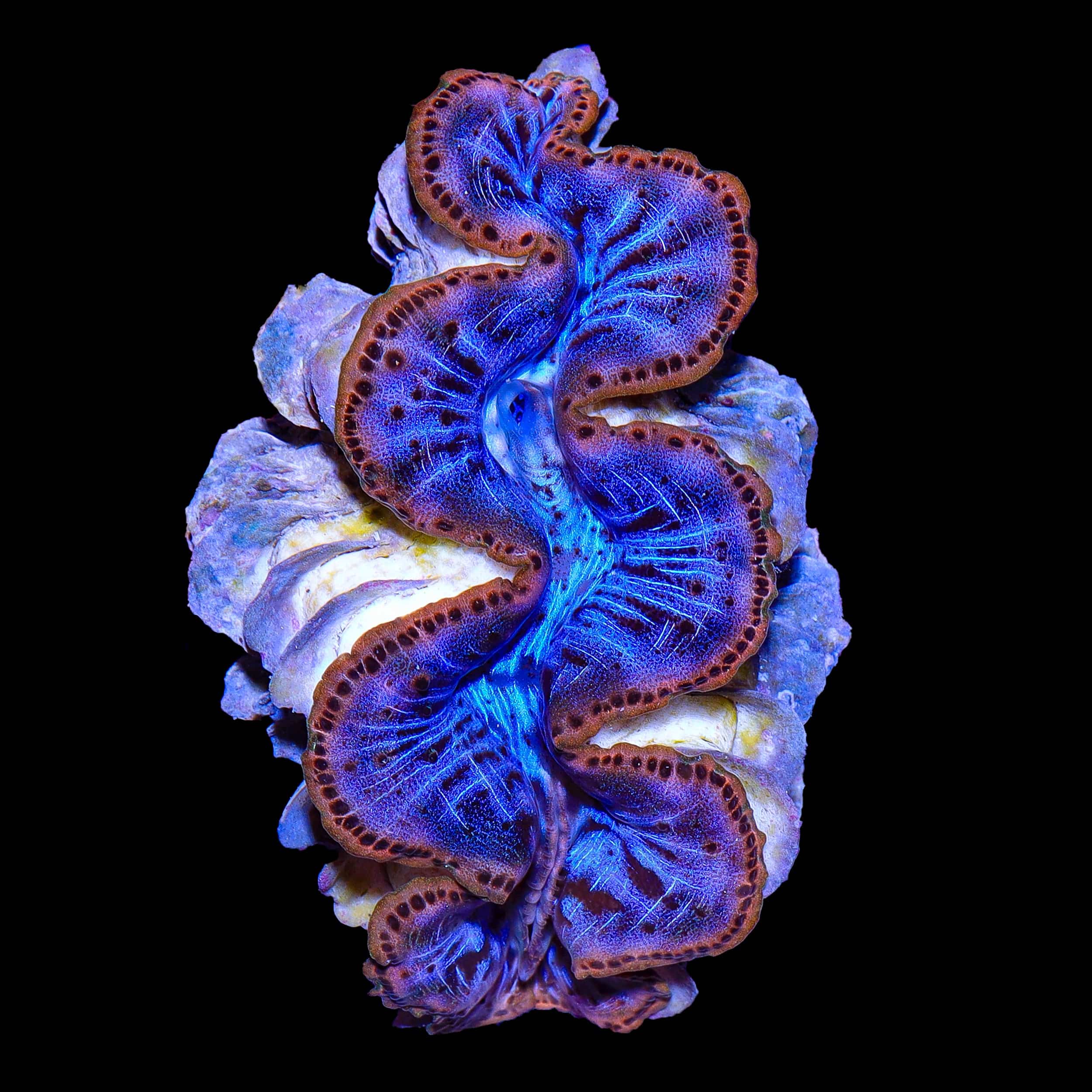 Saltwater Clams for Sale