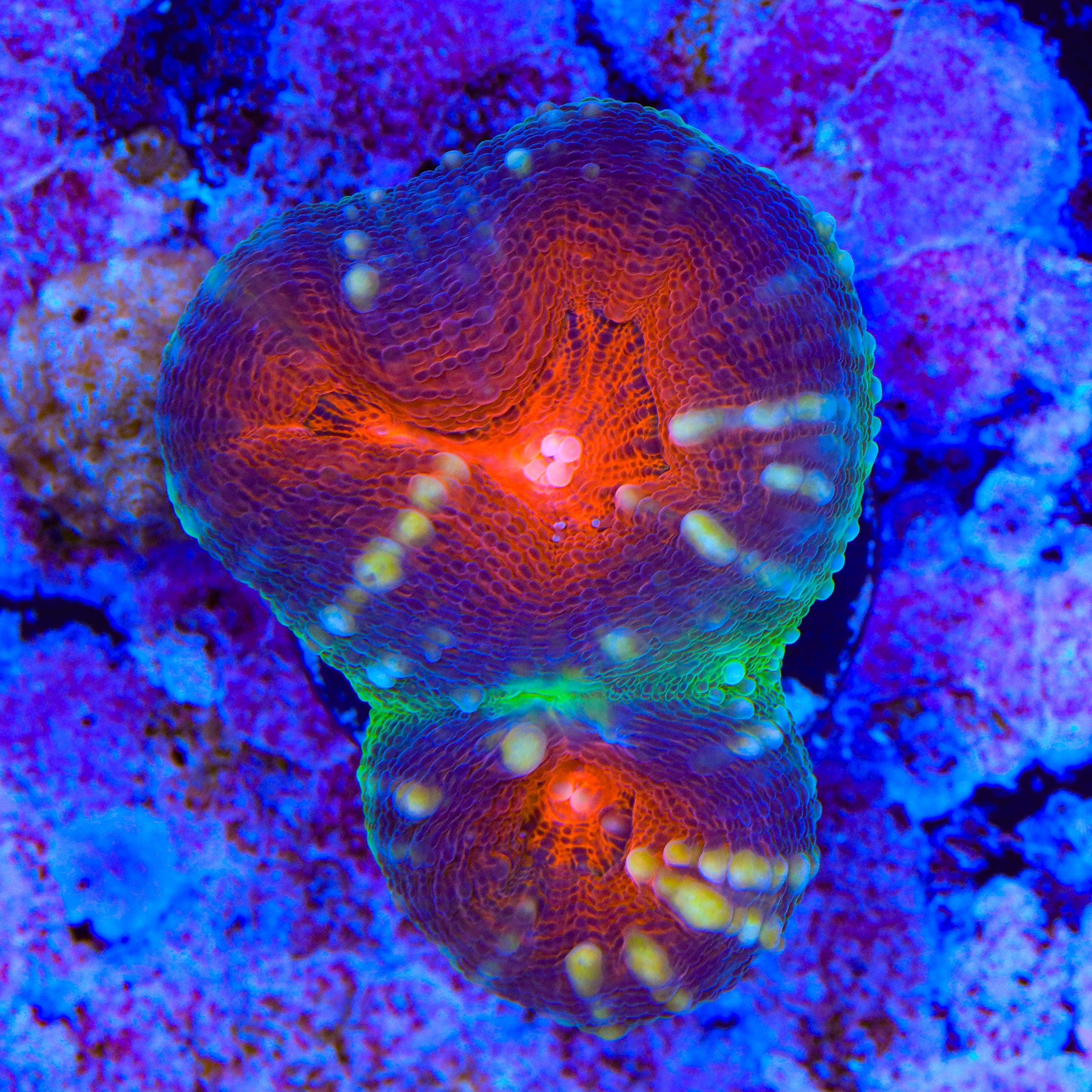 Live Corals for Sale