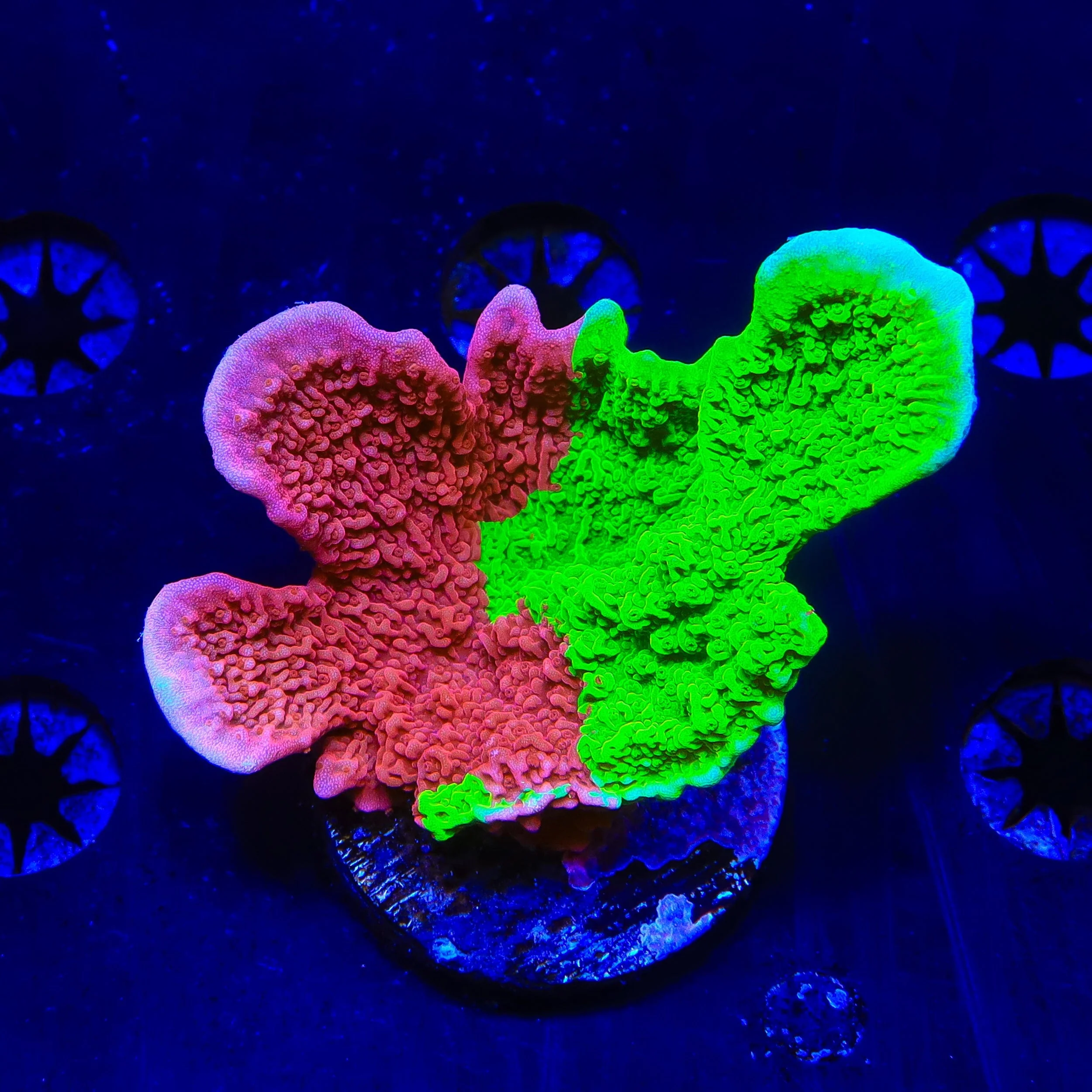 Coral Frags for Sale